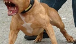 比特猛犬爆料视频大全最新,揭秘猛犬世界里的真实一面